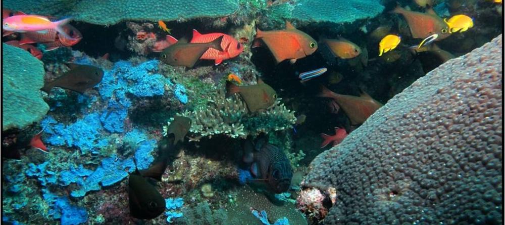 Pristine reefs teeming with exotic and colorful fish are perfect for diving and snorkeling at Kinasi Lodge, Mafia Island, Tanzania - Image 9