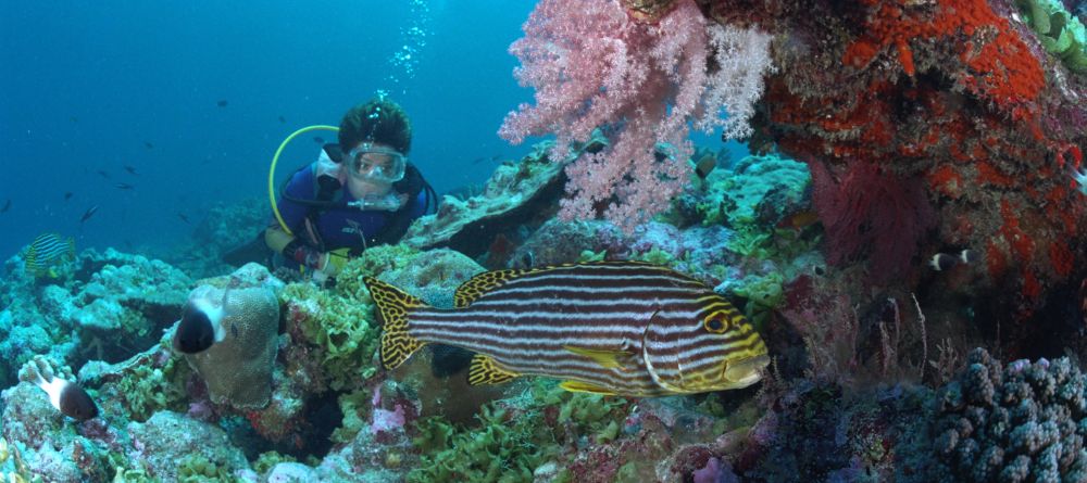 Scuba diving at New Emerald Cove, Praslin, Seychelles - Image 10