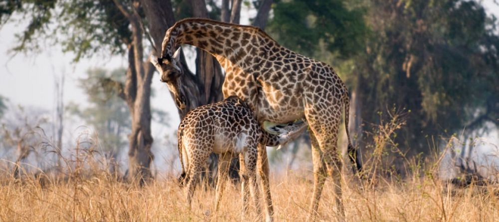 Tafika Camp, South Luangwa National Park, Zambia - Image 3