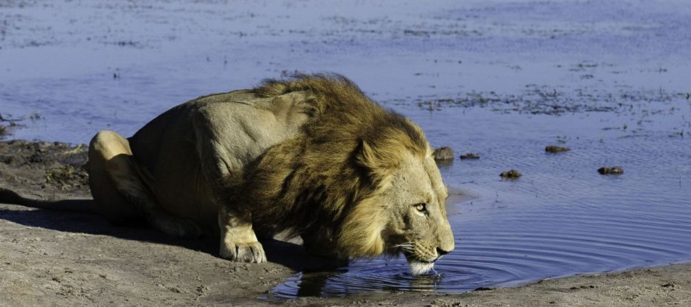 Savuti Lion King - Image 3