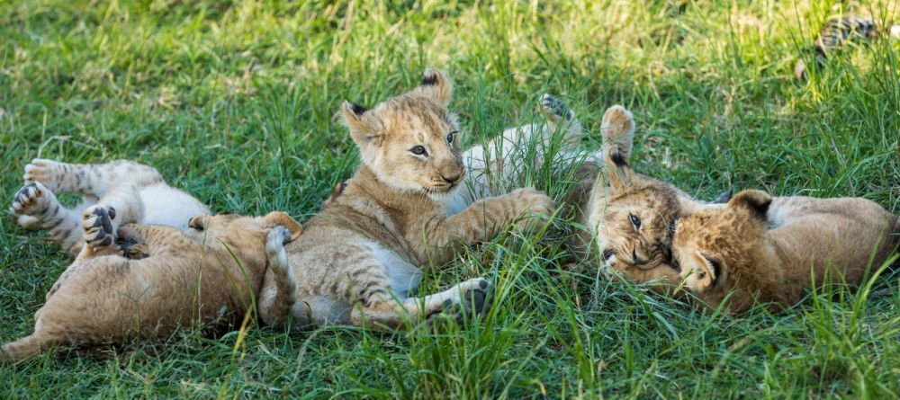 Mara Plains Camp, Masai Mara National Reserve, Kenya - Image 14