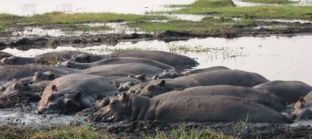 Eagle Island Camp, Okavango Delta, Botswana  - Image 2