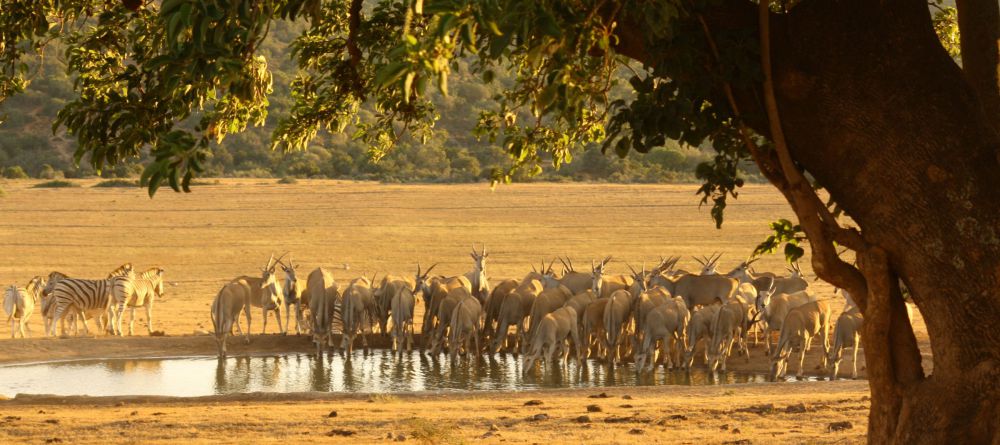 Gorah Elephant Camp, Addo Elephant National Park, South Africa - Image 12
