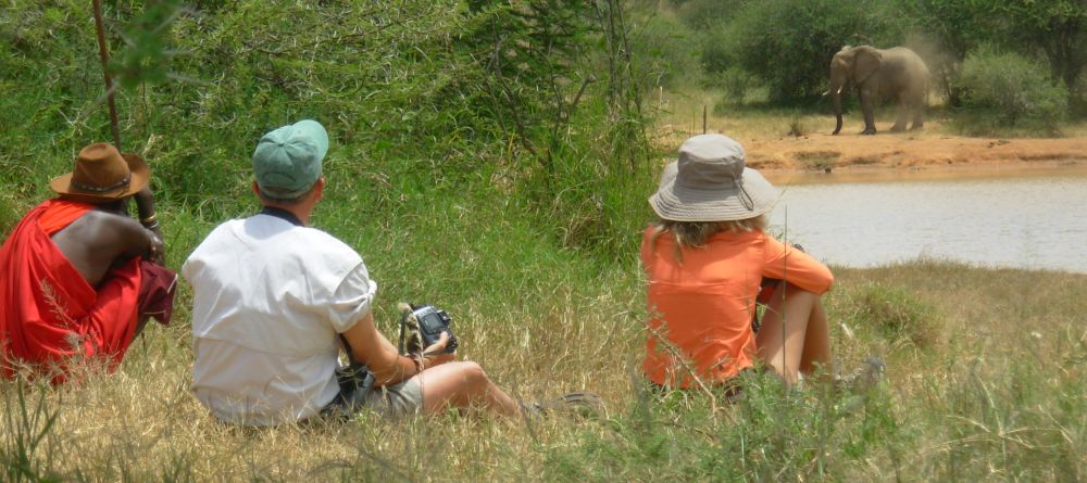 Elephant viewing on a walk - Image 7