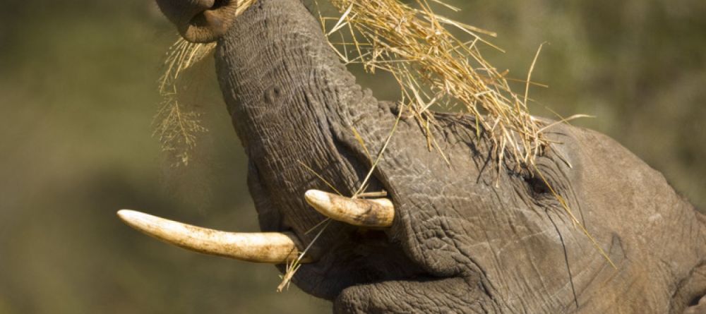 Elephant eating - Image 8