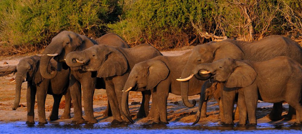 Chobe Game Lodge - Image 4