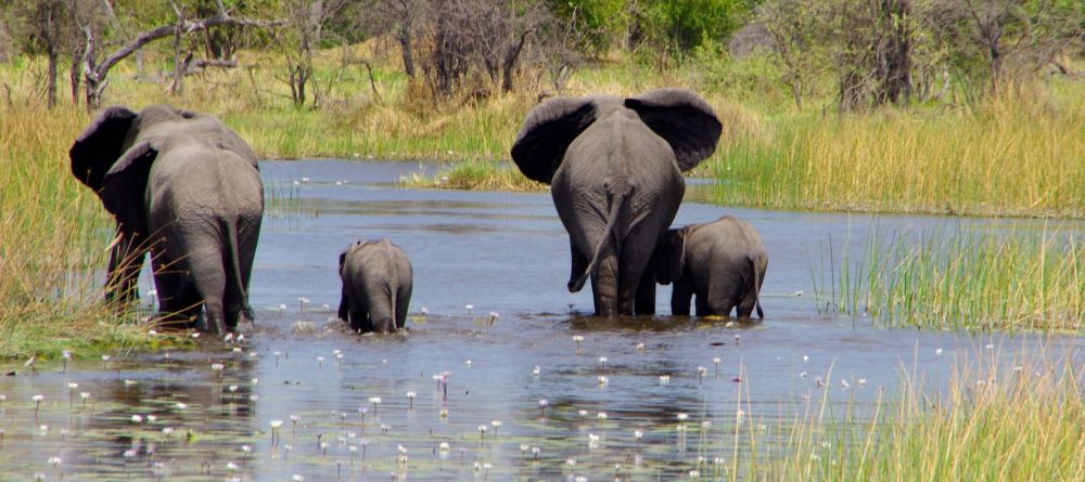 Elphant families in the Okvango Delta - Image 9