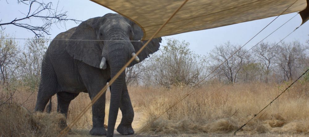 Elephant in camp at Kwihala Camp, Ruaha National Park, Tanzania - Image 7