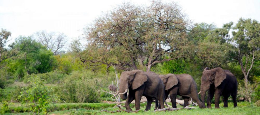 Simbavati River Lodge, Timbavati Game Reserve, South Africa - Image 3