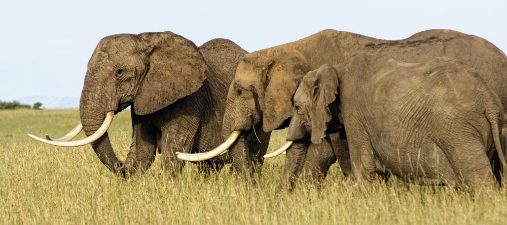 A herd of elephants wanders by Mara House, Masai Mara National Reserve, Kenya - Image 8