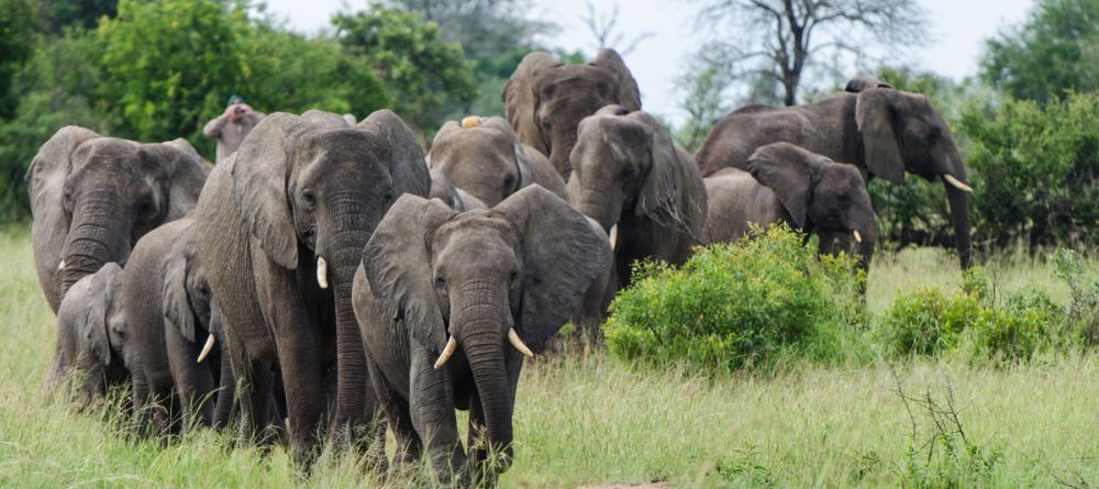 Tanda Tula - Image 1