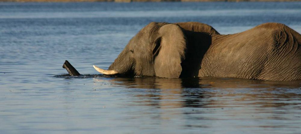 Chobe Elephant Camp - Image 1