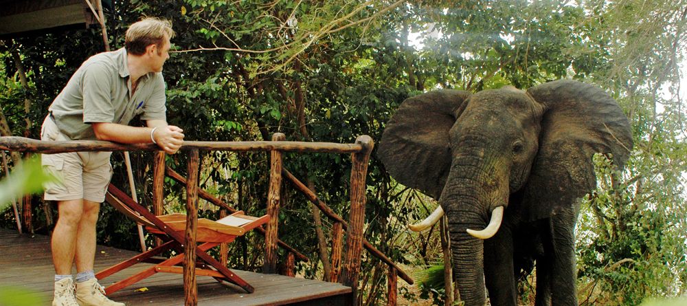 Elephant at tent at Selous Impala Camp, Selous National Park, Tanzania - Image 16