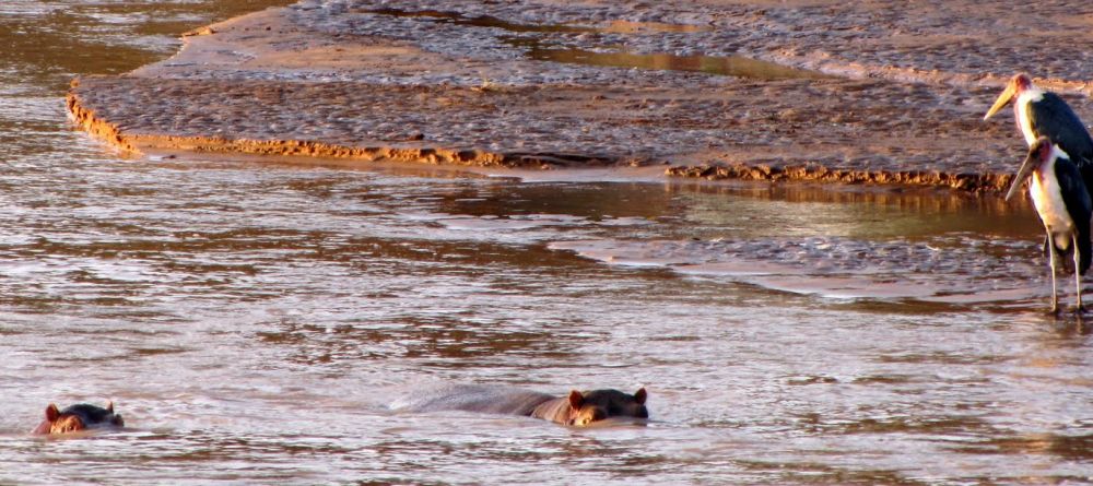 Hippos at Elephant Bedroom Camp, Samburu National Reserve, Kenya - Image 3