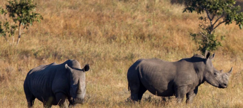 Rhinos at Elephant Bedroom Camp, Samburu National Reserve, Kenya - Image 4