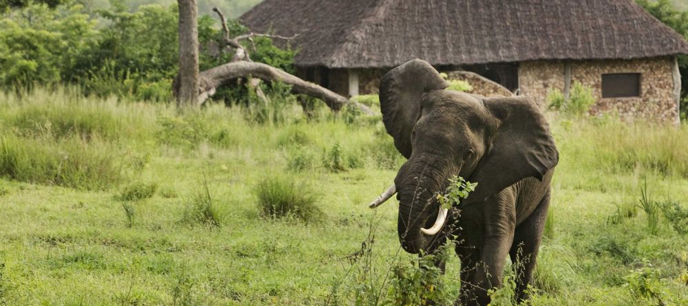 Elephant by camp at Beho Beho, Selous National Park, Tanzania - Image 4