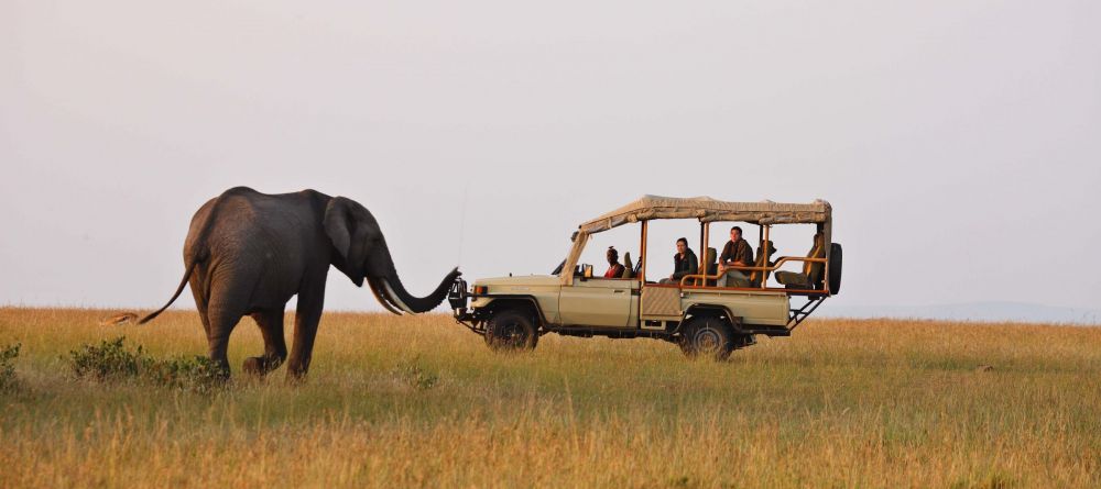 A single elephant greets the game drive vehicle at Naibor Camp, Masai Mara National Reserve, Kenya - Image 21