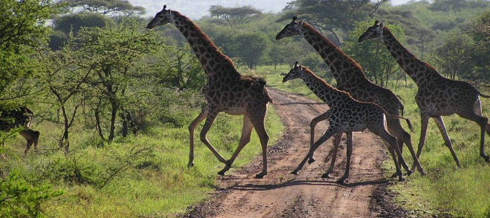 Giraffes at Elephant Valley Lodge, Chobe National Park, Botswana - Image 3