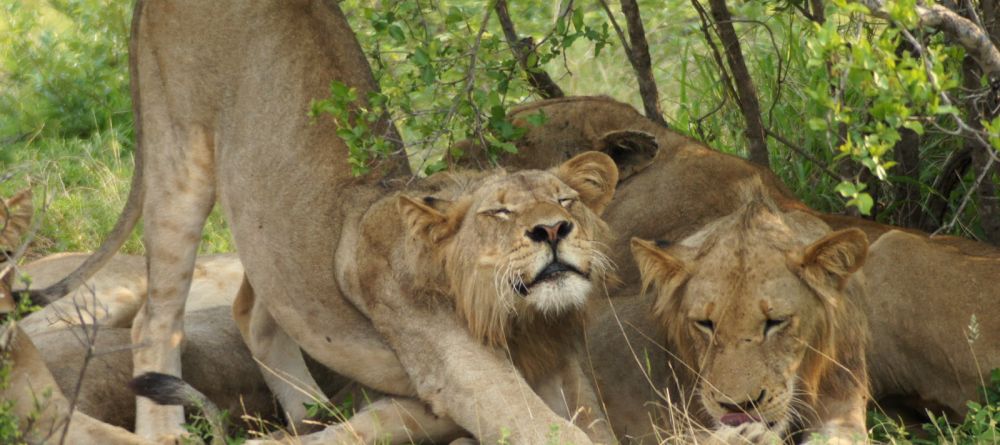 Lions lounging at Elephant Valley Lodge, Chobe National Park, Botswana - Image 4