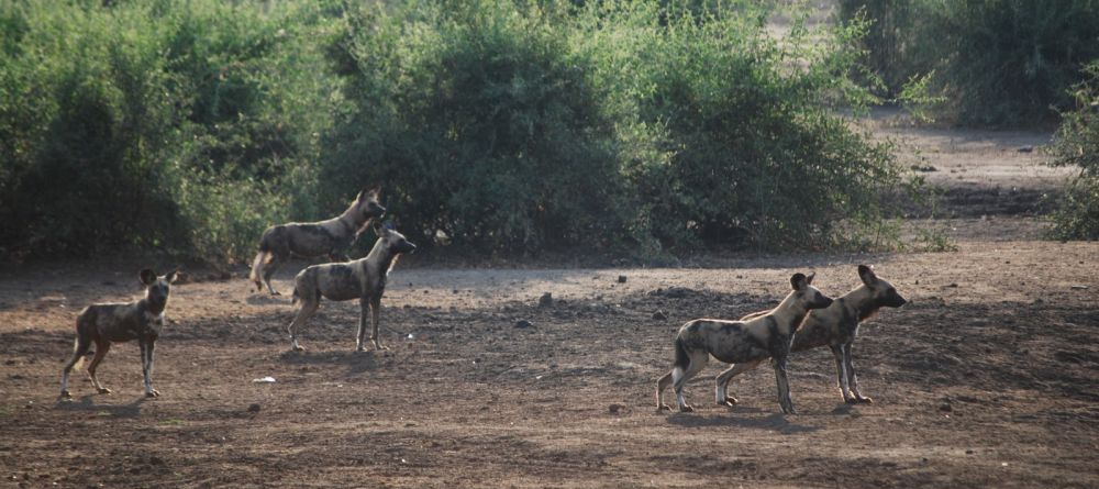 Wild dog at Elephant Valley Lodge, Chobe National Park, Botswana - Image 5