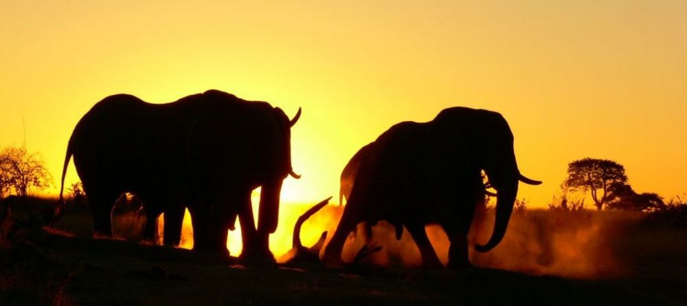 Camp Hwange - Elephants in front of lodge - Image 3