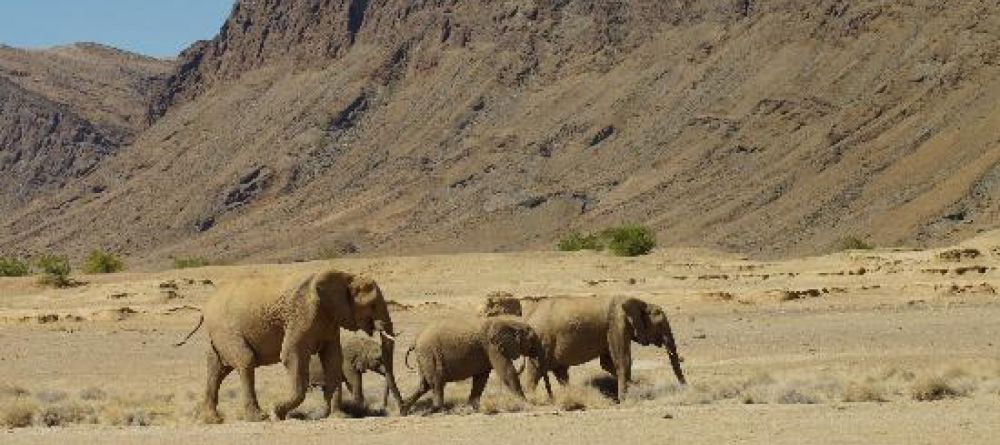 Elephants - Image 1