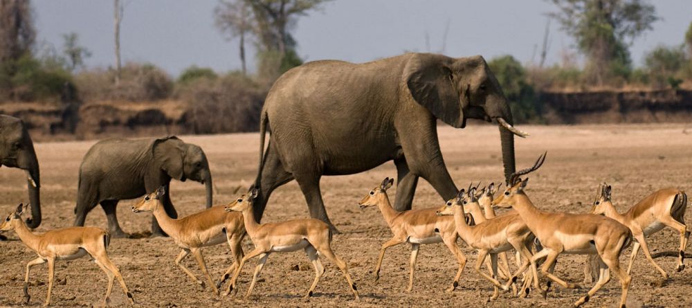 Chikoko Trails Camps, North Luangwa National Park, Zambia - Image 8