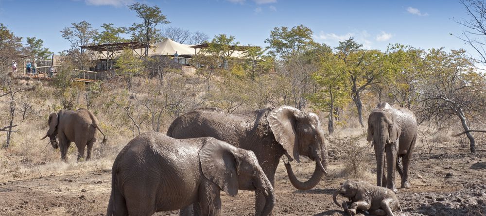 Elephants in front of The Elephant Camp, Victoria Falls, Zimbabwe - Image 1