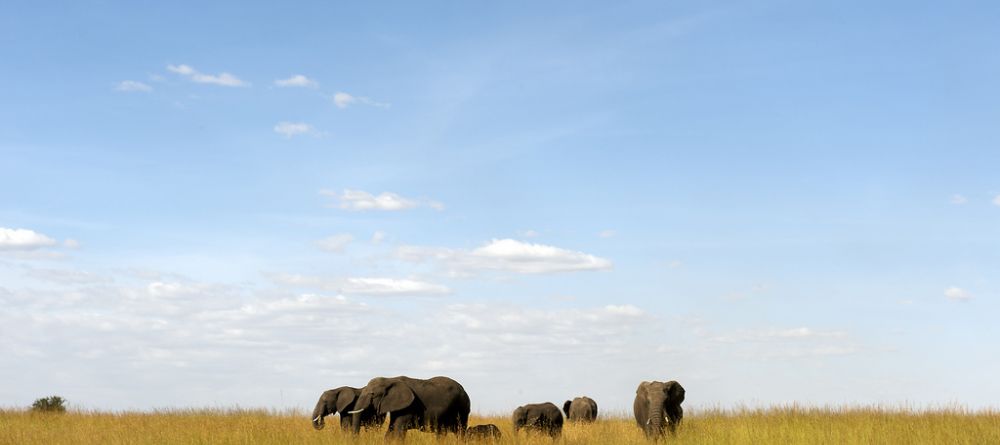 Elephants on the plains at Lamai Serengeti, Serengeti National Park, Tanzania - Image 8