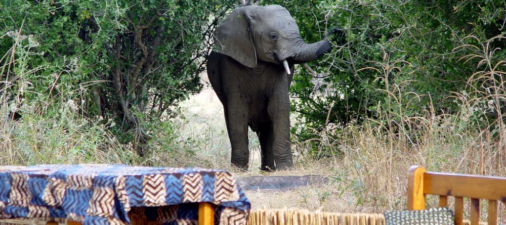 Elephant by outdoor lounge at Mwamba Bush Camp, South Luangwa National Park, Zambia - Image 1