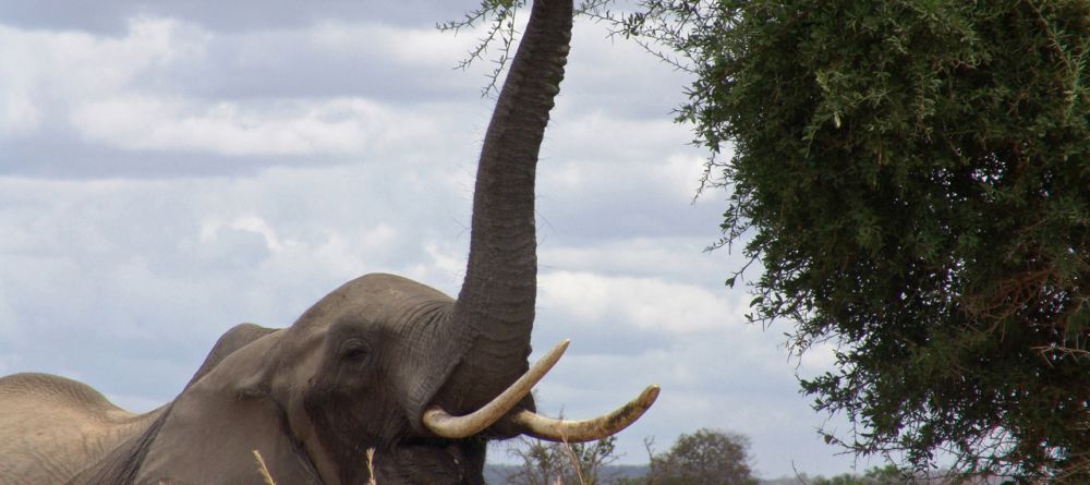 An elephant feeding from the tree tops at Katuma Bush Camp, Katavi National Park, Tanzania - Image 2