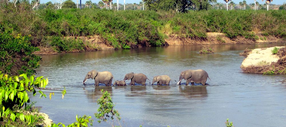 Elephant herd crossing the water at Selous Impala Camp, Selous National Park, Tanzania - Image 27