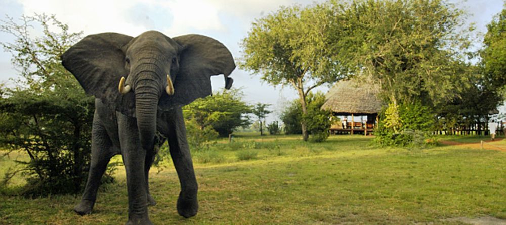 Elephant in camp at Selous Impala Camp, Selous National Park, Tanzania - Image 28