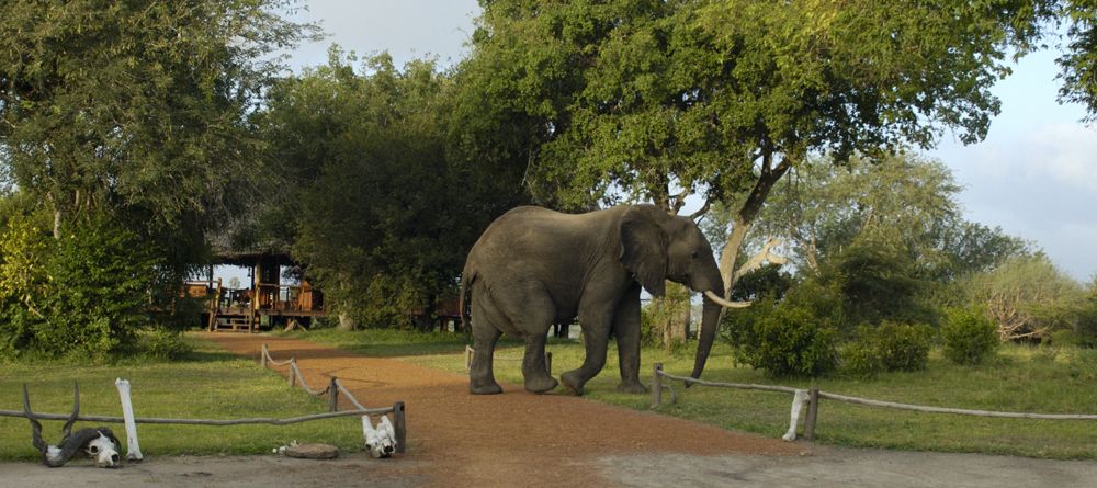 Elephant in camp at Selous Impala Camp, Selous National Park, Tanzania - Image 30