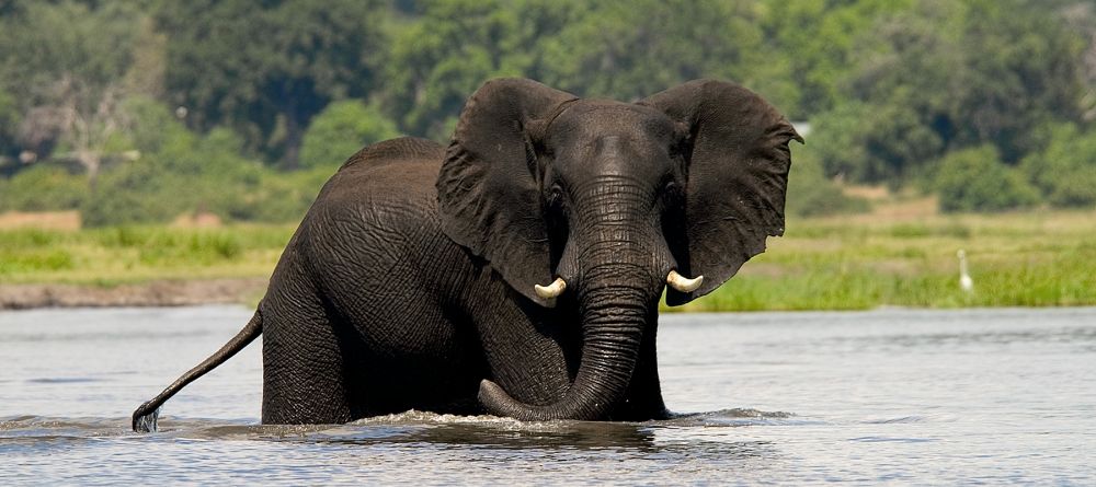 Elephant in the water at The Elephant Camp, Victoria Falls, Zimbabwe - Image 1