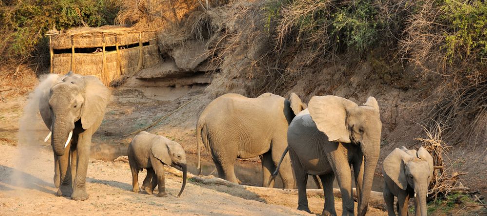 Elephants in front of hiding spot for wildlife viewing at Mwamba Bush Camp, South Luangwa National Park, Zambia - Image 5