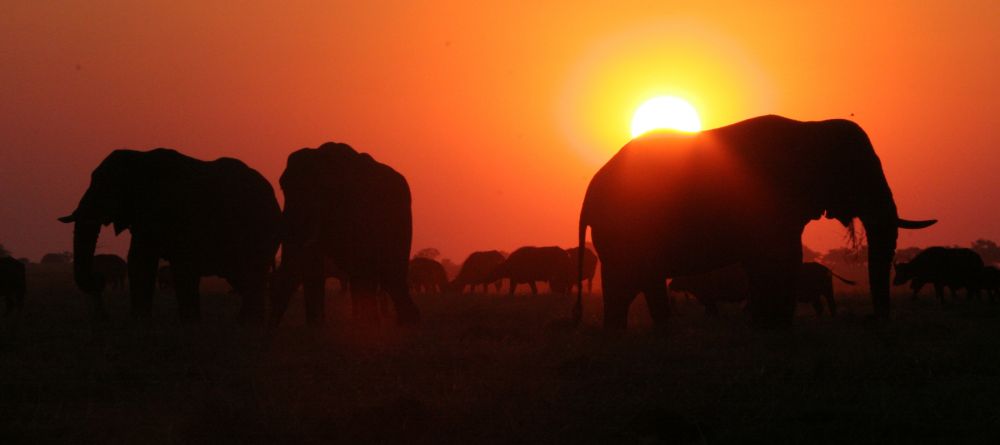 Elephants at sunset at The Elephant Camp, Victoria Falls, Zimbabwe - Image 2