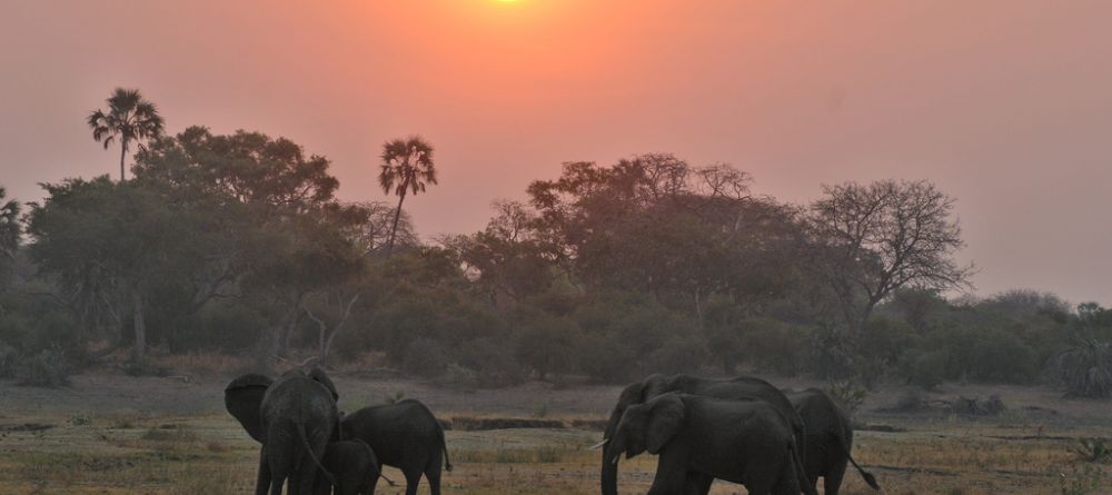 A herd of elephants at sunset at Katuma Bush Camp, Katavi National Park, Tanzania - Image 3