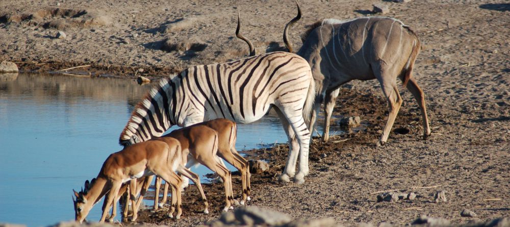 Etosha National Park - Image 4