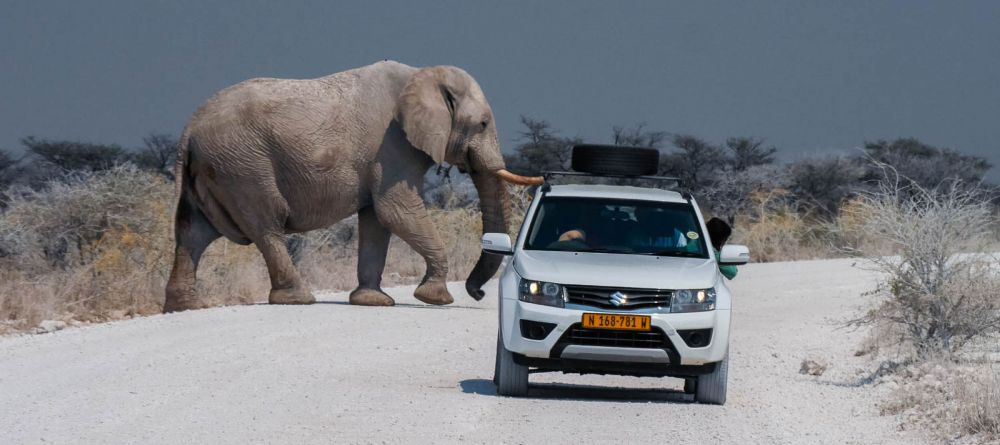 Etosha National Park - Image 3