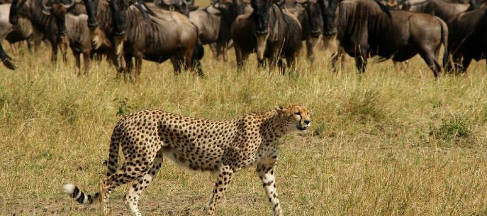 Serengeti Migration Camp, Serengeti National Park, Tanzania - Image 5