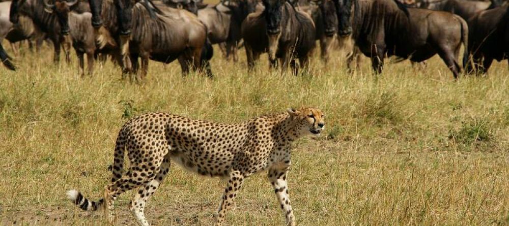 Serengeti Sopa Lodge, Serengeti National Park, Tanzania - Image 1