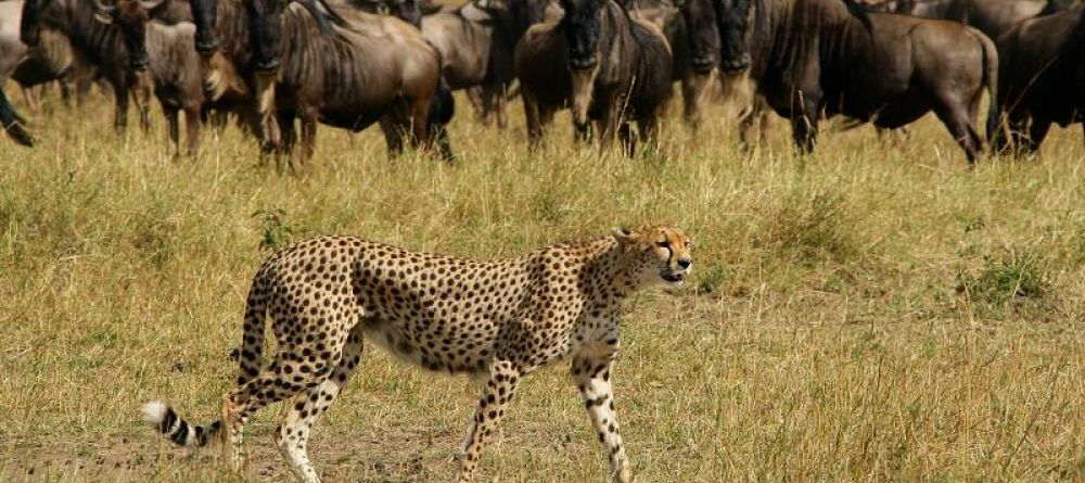 Serengeti Under Canvas, Serengeti National Park, Tanzania - Image 3