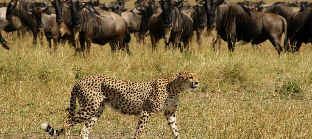 Elephant Pepper Camp, Masai Mara National Reserve, Kenya - Image 22