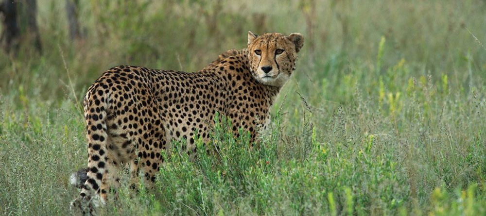 cheetah - Image 3