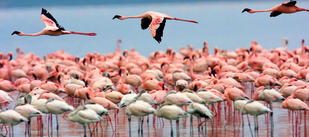 Lake Elmenteita Serena Camp - Image 2