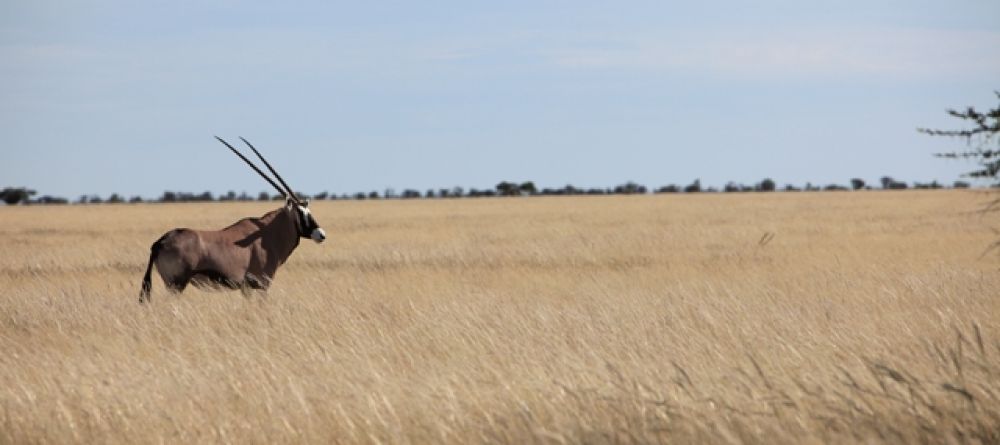 Etosha Oryx - Image 10