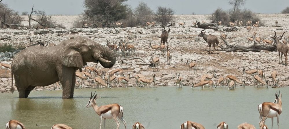 A watering hole teeming with wildlife at Namutoni Rest Camp, Etosha National Park, Namibia - Image 1