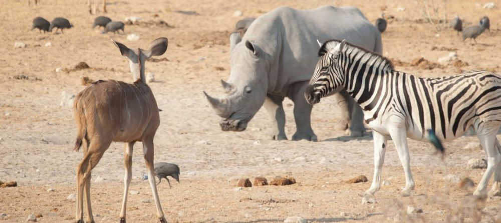 An impressive array of wildlife at Namutoni Rest Camp, Etosha National Park, Namibia - Image 2