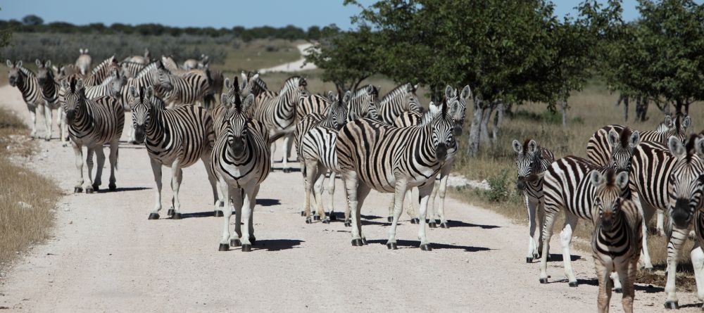 Self driving Etosha - Image 9